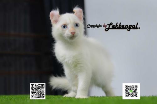 ขาย...ลูกแมวสวย-อเมิรกัน-เคลอ-ขนสีขาวนัยน์ตาสีฟ้า-พันธุ์แท้
