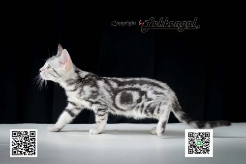 ขายลูกแมวเพศเมียราคาพิเศษ-อเมริกันชอตแฮร์พันธุ์แท้-american-shorthair