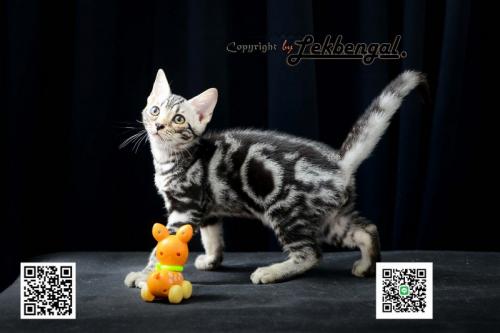 ขายลูกแมว-อเมริกันชอตแฮร์-american-shorthair-โครงสร้างใหญ่