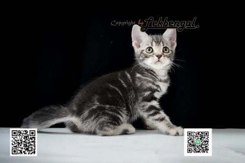 ขายราคาพิเศษลูกแมวเพศเมีย-อเมริกันชอตแฮร์-อายุ-2-เดือนสีซิลเวอร์