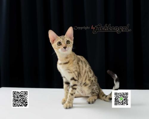 ขายลูกแมวเบงกอลสวย-ลาย-spotted-rosetted-อายุ-2.5-เดือนวัคซีนแล้ว