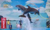 โลมาโชว์-phuket-dolphins-bay