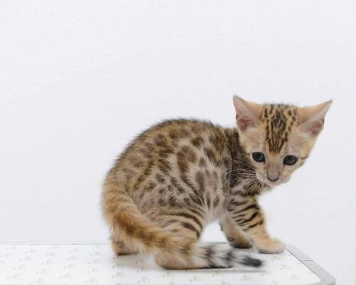 ขายลูกแมวลายเสือพันธุ์เบงกอล-ลายโดนัทโรเซ็ทท์-เพศเมียอายุเกือบ-2-เดือน