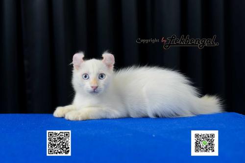 ขาย...ลูกแมวสวย-อเมริกัน-เคลอ-ขนสีขาวนัยน์ตาสีฟ้า-พันธุ์แท้-เพศผู้