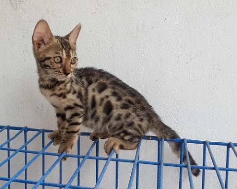 ขายลูกแมวราคาสุดพิเศษ-ลูกแมวเบงกอล-ลายใหญ่-อายุเกือบ-2-เดือน