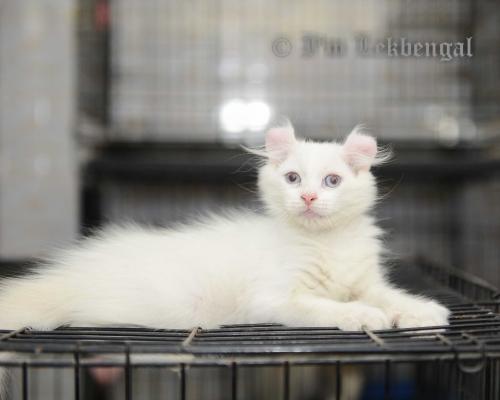 ขาย...ลูกแมวอเมิรกัน-เคลอแท้-สีขาว-ruby-eye-เพศเมีย-อายุเกือบ-2-เดือน