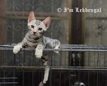 ขายราคาพิเศษสุดๆ-ลูกแมวเบงกอลสายเยอรมันเพศผู้-อายุเกือบ-2-เดือน